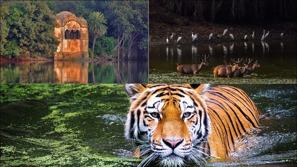 golden-triangle-tour-with-ranthambore